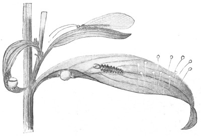 Fig. 345. Golden-eyes or lace-winged fly; eggs, larva or
aphis-lion, cocoon, adult.