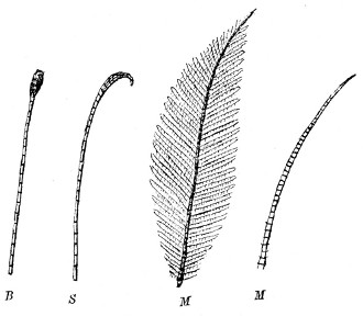 Fig. 350. Antenn or feelers.