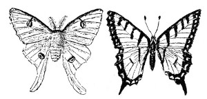 Fig. 351. Luna moth and swallow-tail butterfly.
