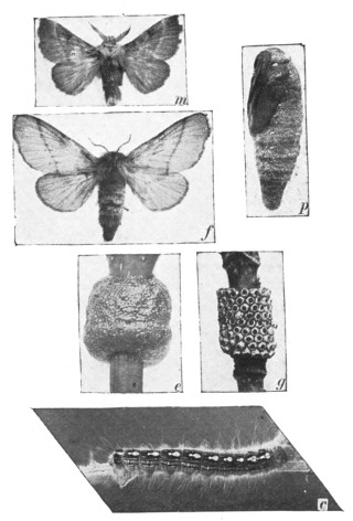 Fig. 352. The life-story of an insect, the
forest tent caterpillar. m, male moth; f,
female; p, pupa; e, egg-ring recently laid;
g, hatched egg-ring; c, caterpillar. Moths
and caterpillars are natural size, and eggs
and pupa are slightly enlarged.