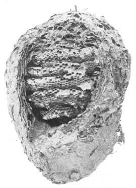 Fig. 354. Interior arrangement of white-faced hornet's nest.