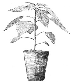 Fig. 359.  Transplanted into a pot.