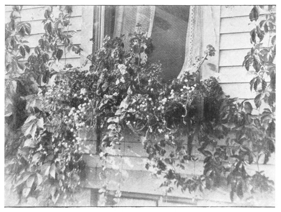 Fig. 361. A window-garden of one's own.