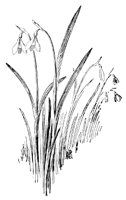 Fig. 367. The Snow-drop.