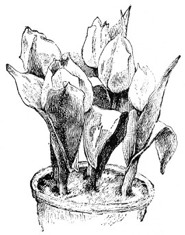 Fig. 370. Pot of tulips.