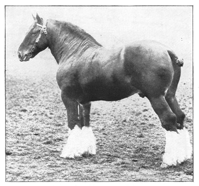 Fig. 375. A typical draft horse.