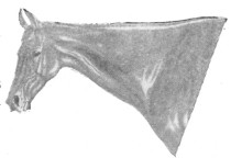 Fig. 381. Neck of a trotter.