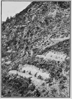 Terraces cut on the hill sides and planted with trees to
prevent the fall of avalanches.
To face p. 65.