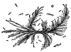 Fig. 28. Frost-like Lava Crystals