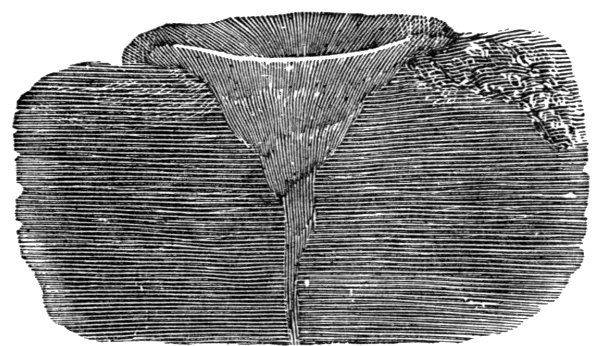 Fig. 41. Section of Circular Hollow Formed by
Calabrian Earthquake