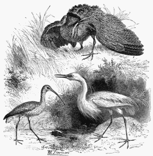 1. Great Bittern. 2. White Heron or Egret. 3. Curlew.
