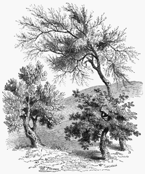 Vegetable Life in the Desert.

1. Jujube Tree. 2. Lentiscus. 3. Tamarisk.