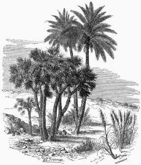 Vegetable Life in the Desert.

1. Doum-Palm. 2. Date-Palm. 3. Alfa (Stipa tenacissima).