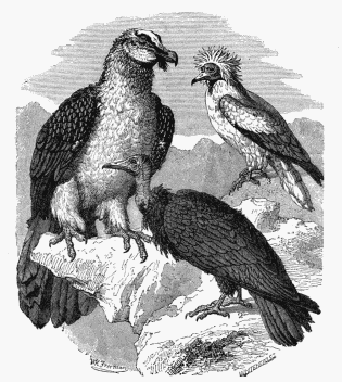 1. Gypaëtos, or Bearded Vulture. 2. Sociable Vulture. 3.
Cathartes Percnopterus.