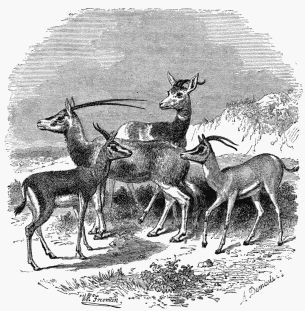 1. Gazelle.
2. Antelope (Oryx-leucoryx).
3. Gazelle (of Sœmmering).
4. Nanguer.
