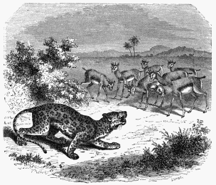 Gazelles of Arabia opposing a Panther.