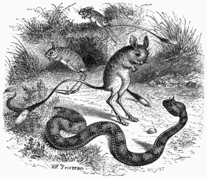 Jerboas Attacked by a Horned Viper.
