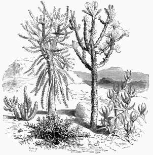 Vegetable Life in South Africa.
1. Mesembryanthemum inflexum.   2. Hottentot’s Fig (Mes. edule).   3. Euphorbia neriifolia.
4. Euphorbia grandidens.             5. Stapelia hirsuta.