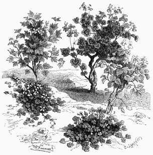 Vegetable Life of Cape Colony.

1. Pelargonium hederæfolium (Ivy-leaved Geranium).   2. Oxalis rosacea (Wood-Sorrel).
3. Pelargonium glaucum.   4. Pelargonium zonale (Zone-leaved Geranium).
5. Pelargonium tricuspidatum.