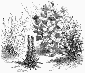 Vegetable Life in the American Prairies.

1. Liatris squarrosa.      3. Asclepias Cornuti.
2. Calliopsis tinctoria.   4. Tripsacum dactyloides.
5. Gaura Lindheimeri.