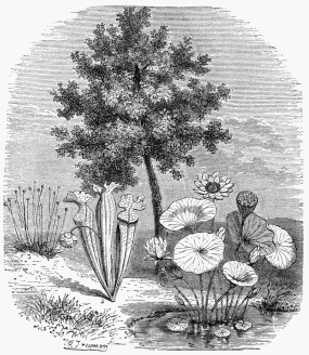 Vegetable Life in Texas.

1. Nelumbium calophyllum.   3. Eriocaulon flavidulum.
2. Sarracenia purpurea.     4. Laurus sassafras.