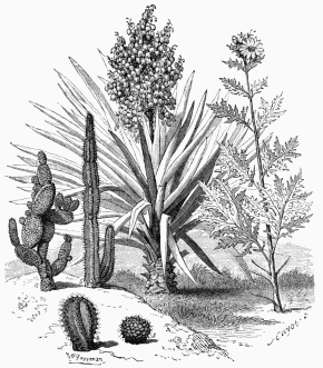 Vegetable Life in the Texan Prairies.

1. Yucca Tréculeana.            4. Echinocactus robustus.
2. Silphium terebinthinaceum.   5. Cereus Peruvianus.
3. Mamillaria rodantha.         6. Opuntia microdasys.