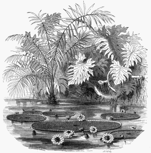 Aquatic Plants of Guiana.

1. Victoria regia.   2. Raphia tædigera.   3. Scyndapsus fragrans.