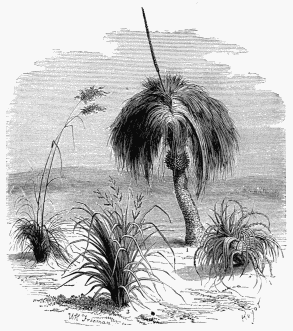 Vegetable Life in Victoria.

1. Rosea gracilis (Arundo conspicua).   3. Hectia Pitcairniæfolia.
2. Astelia Banksii.                            4. Xanthorrhœa arborea.