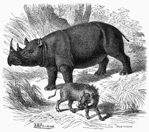Rhinoceros.

African Phacocœrus (Chœripotamus Africanus).