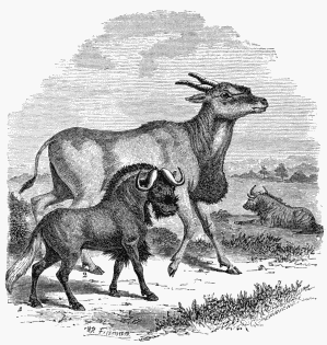 1. Antelope Gnu. 2. Oreas Lanna (or Eland). 3. Striped or
Banded Gnu.