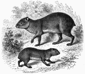 1. Agouti. 2. Capybara.
