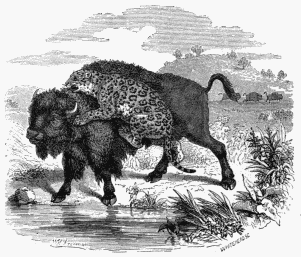 Bison attacked by a Jaguar.