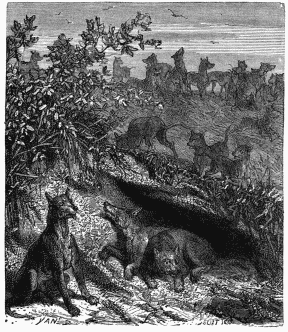 Prairie Wolves (Arctomys Ludoricianus).
