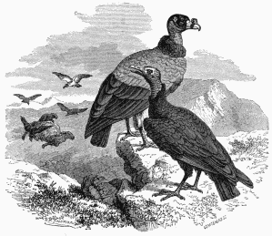 1. Cathartes-Urubu. 2. King of the Vultures.
