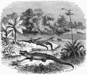 Alligators, or Caimans.
