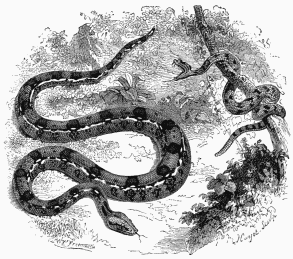 Crotalus, and Boa-Constrictor.