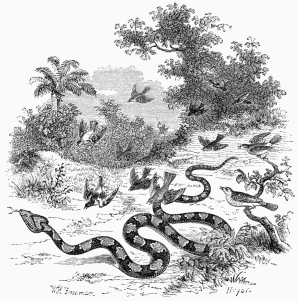 Trigonocephalus pursued by Birds.