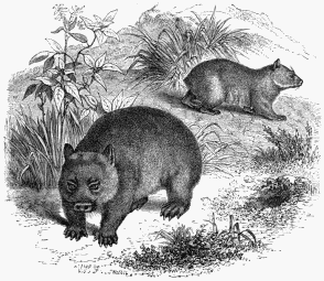 Large-Browed Wombat (Phascolomys latifrons).