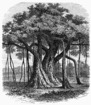 The Banyan Tree (Ficus Indica).