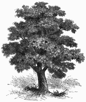 Bread-fruit Tree of Ceylon (Artocarpus incisa).