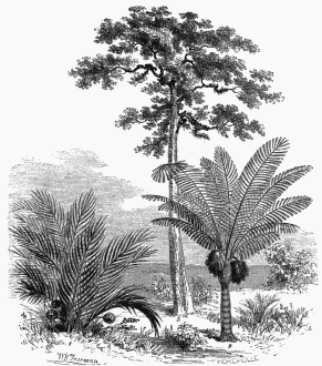 1. Nipa fruticans. 2. Sugar Palm (Areca saccharifera).
3. Ipo-Antiar (Antiaris toxicaria).