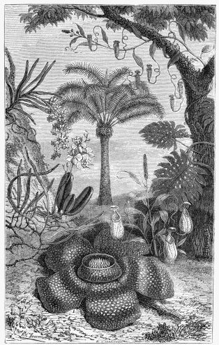 FLORA OF THE EAST INDIAN ISLANDS:—

1. Rafflesia Arnoldia.
2. Niphobolus pubescens.
3. Phalænopsis amabilis.
4. Ærides suaveolens.
5. Cycas circinnalis.
6. Nepenthes distillatoria.
7. Scindapsus pertusus.
