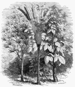 1. Ravenala Madagascariensis. 2. Heritiera argentea. 3.
Tanghin.
