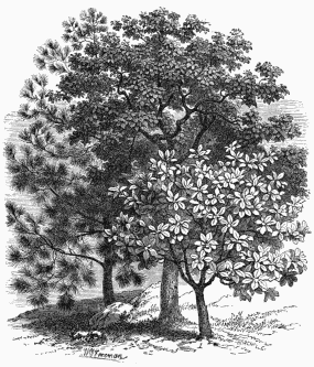 1. Large-leaved Magnolia. 2. Virginian Catalpa. 3. Pinus Sabiniana.
