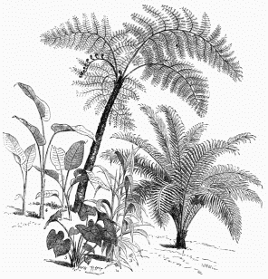 1. Blechnum Brasiliense. 2. Alsophila horrida. 3. Panicum plicatum.
4. Marauta. 5. Caladium violaceum.