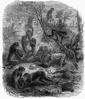 Baboons plundering a Garden.