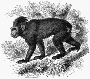 The Black Cynopithecus.