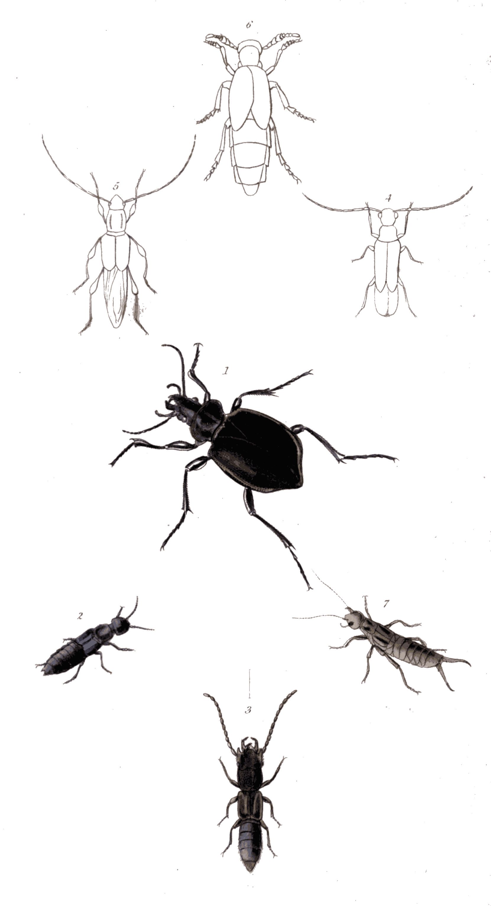 Insects Entomology Bugs Butterflies Ants Metamorphosis etc Media ebooks Link 