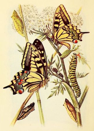 The Project Gutenberg eBook of The Butterflies of the British Isles, by ...
