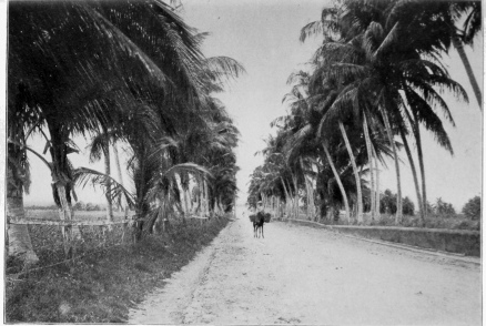 The Military Road Across Puerto Rico Near San Juan Copyright, 1901, by Detroit Photographic Co.